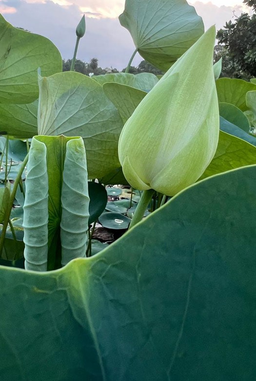 auroville-inscapes-home-slide3