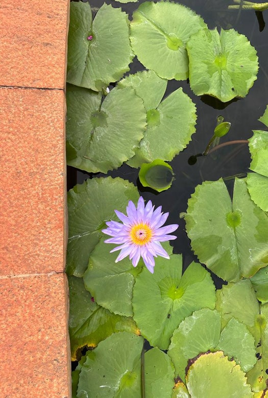 auroville-inscapes-home-slide5